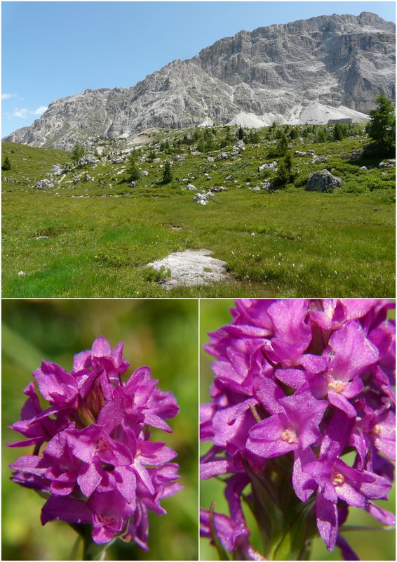 Una giornata a Valparola. Dactylorhiza, Nigritella e grandi montagne!